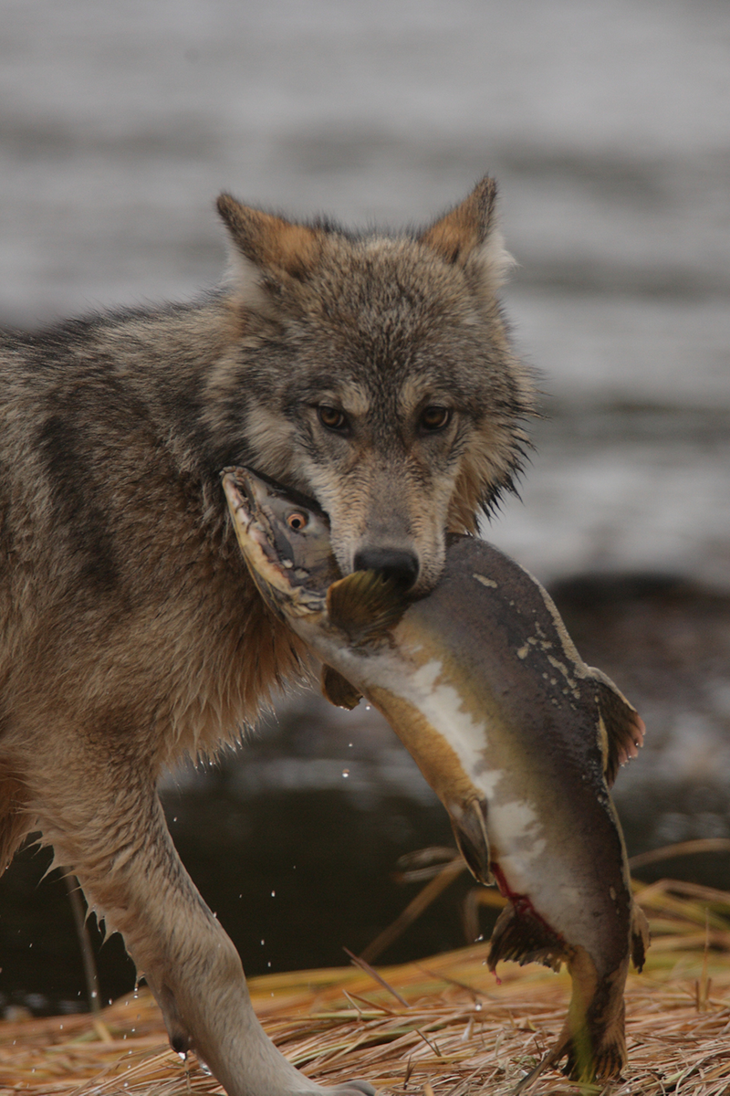 Illustration for article titled Why Is Canada's Wolf Population Splitting Into Two Groups?